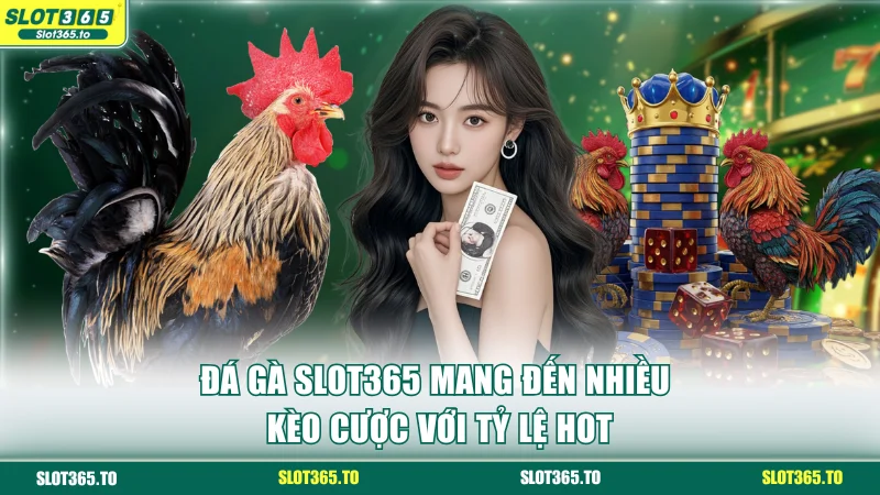 Đá gà SLOT365 mang đến nhiều kèo cược với tỷ lệ hot