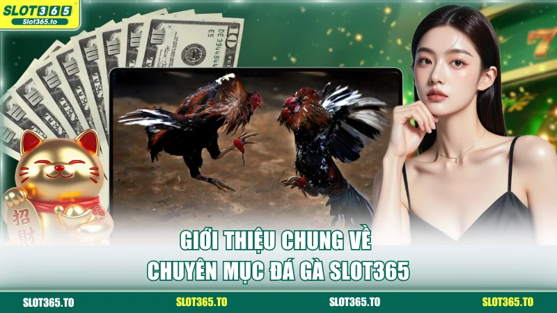 Giới thiệu chung về chuyên mục đá gà SLOT365