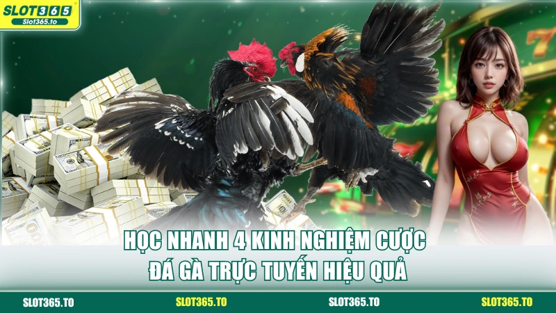 Tham khảo 4 kinh nghiệm cược đá gà trực tuyến dễ thắng