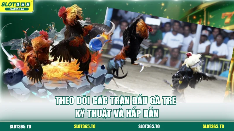 Theo dõi các trận đấu gà tre kỹ thuật và hấp dẫn