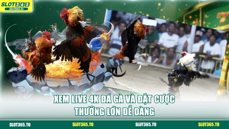 SLOT365 17 Xem live 4K đá gà và đặt cược thưởng lớn dễ dàng