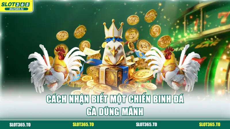 Cách nhận biết một chiến binh đá gà dũng mãnh