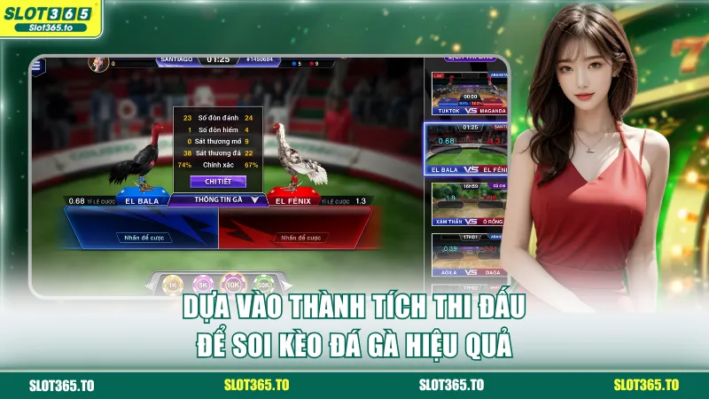 Dựa vào thành tích thi đấu để soi kèo đá gà hiệu quả