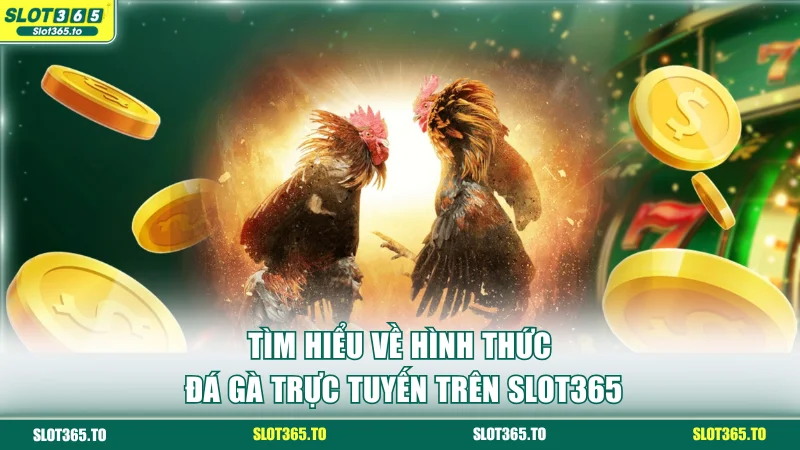 Tìm hiểu về hình thức Đá gà trực tuyến trên SLOT365